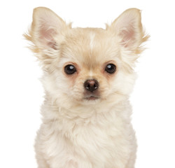 Close-up of Chihuahua on white background