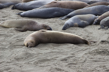 Schlafende See Elefanten am Strand
