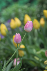 Blurred beautiful pink tulips flower in nature background.Flowers soft blur colors sweet tone background.