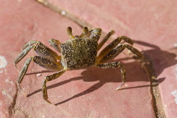 Ghost crabs are semiterrestrial crabs subfamily Ocypodinae. The male is a teenager. Arthropodа on land.