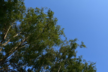 Natural green leaves and trees with blue background
