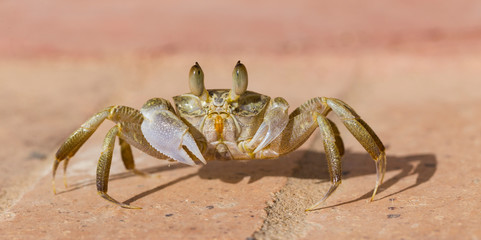 Ghost crabs are semiterrestrial crabs subfamily Ocypodinae. The male is a teenager. Arthropodа on land.