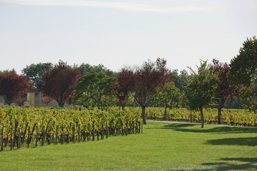 Grapes in the vineyard in the south of France in the Provence