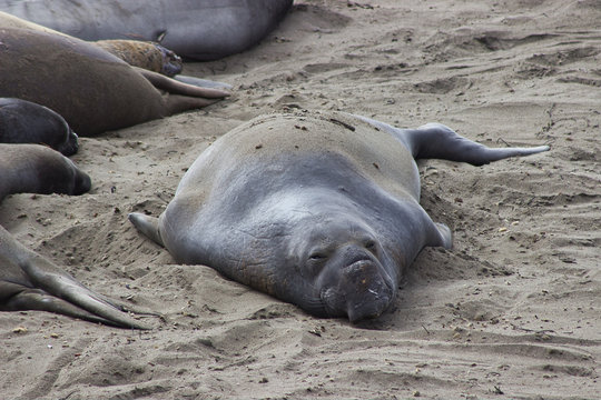 Seeelefant am Strand von Kalifornien