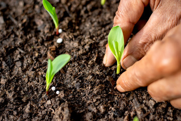 Two hands of agricultural men are planting seedlings of corn.