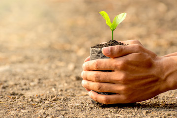 Two hands of the men were holding seedlings to be planted, ecology concept.