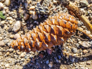Young pineapple of pine tree
