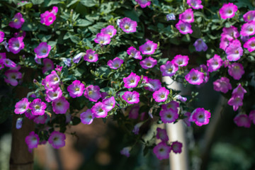 Selective focus beautiful purple Petunia flower blooming in a garden.Close up of Petunia flowers.
