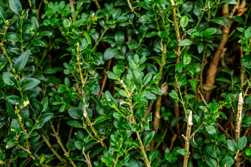 Dense green foliage of a green shrub. Background. Space for text.