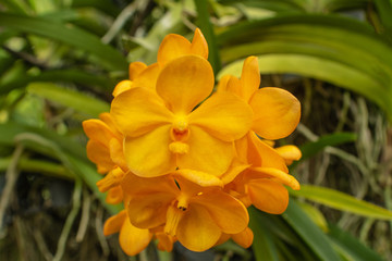 Beautiful yellow orchid named Vanda family within the flower garden in Ratchaburi Province of Thailand