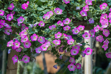 Fototapeta na wymiar Selective focus beautiful purple Petunia flower blooming in a garden.Close up of Petunia flowers.