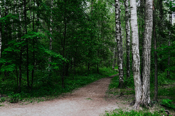 Fototapeta na wymiar Green, leafy birch forest road trail z
