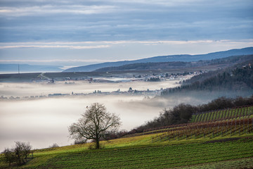 Obraz premium sonnenaufgang und morgennebel bei sausenheim in der pfalz