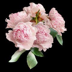 Obrazy na Szkle  Kompozycja kwiatowa, bukiet kwiatów ogrodowych. Różowe piwonie na białym na czarnym tle.