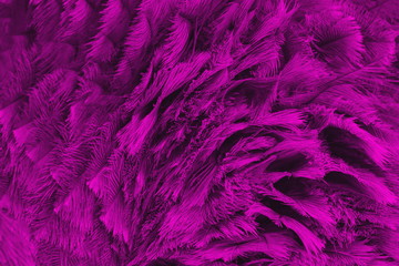 Federkleid magenta 7426