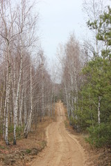 Obraz premium road in the forest