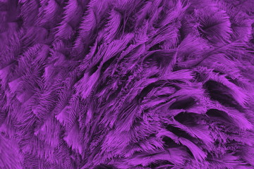 Federkleid purple 7426