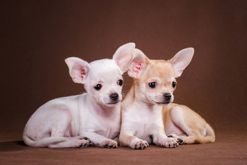 Two chihuahua dogs lie on a brown background