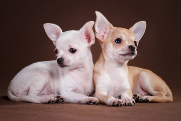 Two chihuahua dogs lie on a brown background