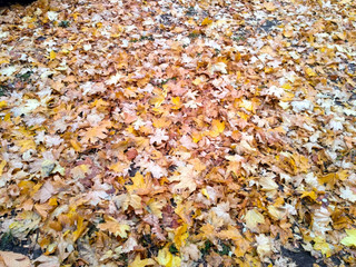 autumn leaves background