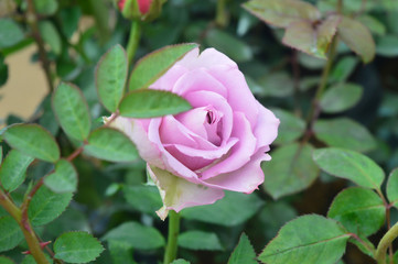 purple roses