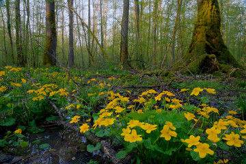 The marsh-marigold from flooded oak forest