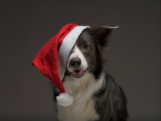 Christmas border collie dog in a red Santa hat