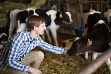 technician worker with milky cows in cowhouse outdoors