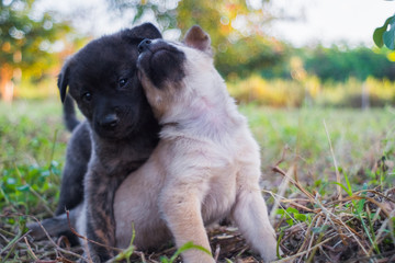 Two stray puppies on the lawn taken with vintage lenses. The picture looks soft.