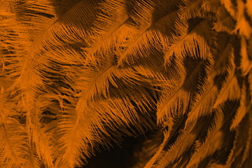 Straussenfedern orange 7423