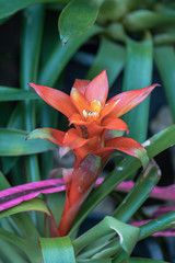 Fototapeta premium Close up orange bromeliads flower in a garden.The bromeliads are a family of monocot flower plants or Aechmea fasciata.