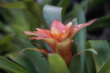 Close up orange bromeliads flower in a garden.The bromeliads are a family of monocot flower plants or Aechmea fasciata.