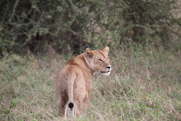 Obraz na płótnie Canvas A lioness on a look out for the prey