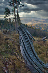 Old tree in dramatic autumn landscape, Kralova hola Slovakia © Samuel