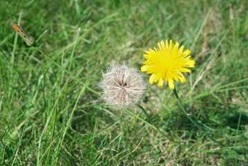 Two dandelions, White and yellow, wallpapers
