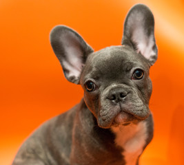 Portrait of a french bulldog puppy on a contrasting orange background