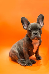 Straight-looking puppy of a French bulldog on a contrasting background