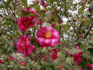 椿の花