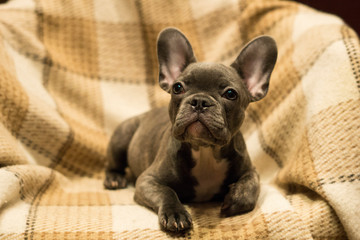 French bulldog puppy looks at the viewer, lying on a soft plaid blanket