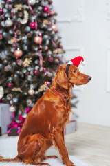 Irish red setter dog in Santa Claus hat on the background of Christmas decorations. Big brown dog...
