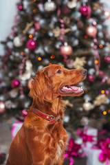Dog Irish red setter on the background of Christmas decorations. Big brown dog on the background of...