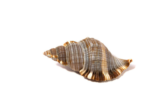 Black Sea seashelll on white background