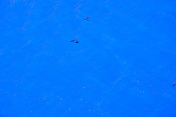 Fototapeta na wymiar Blauer Hintergrund mit fliegende Vögel