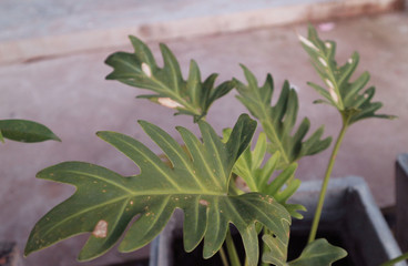 Beautiful green leaves in the garden