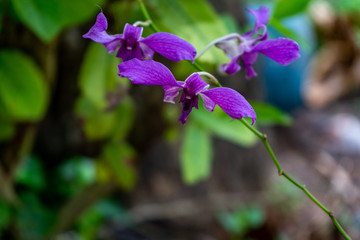 Close up purple flower branch