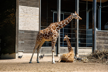 giraffes in the zoo