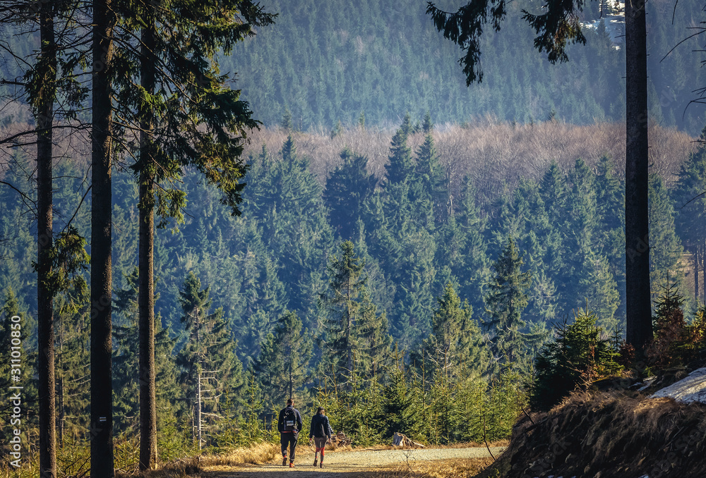 Sticker Tourists on trail on Kozia Rownia Mount in Owl Mountains Landscape Park - protected area in Sudetes Mountains in Poland