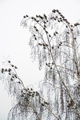 Flock of birds. Bohemian waxwing   sits on birch branches. December. Cloudy winter day.