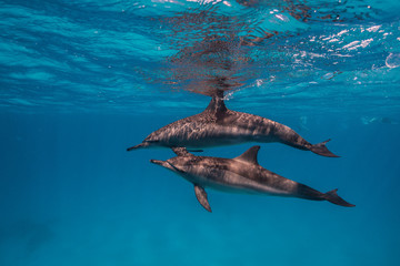 Ägypten Delphine  © Sean