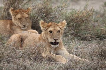 Obraz na płótnie Canvas lioness and cub